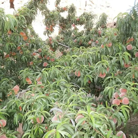 Orchard גרנדילה דה אבונה