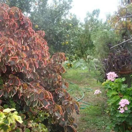 דירה Orchard *